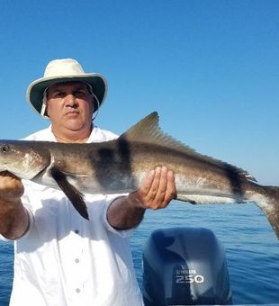 Reel in the Cobia adventure today!